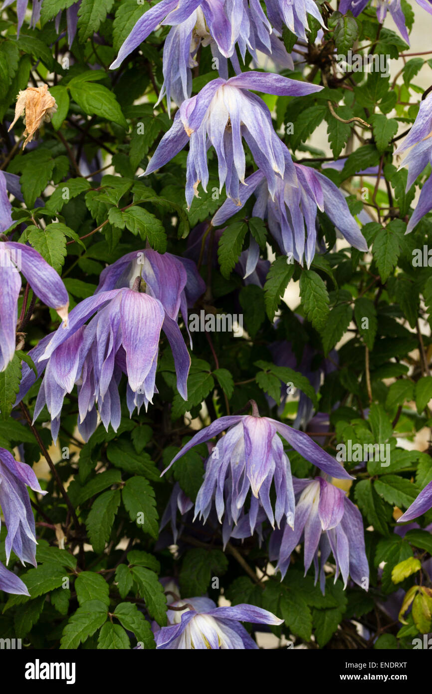 Viola tingono il blu dei fiori di primavera fiorisce scalatore, Clematis macropetala Foto Stock