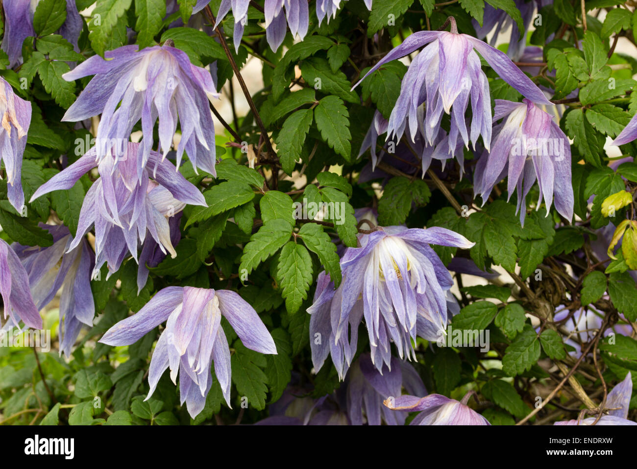 Viola tingono il blu dei fiori di primavera fiorisce scalatore, Clematis macropetala Foto Stock