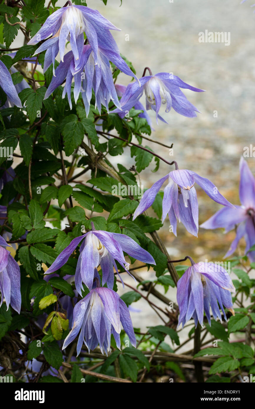 Viola tingono il blu dei fiori di primavera fiorisce scalatore, Clematis macropetala Foto Stock
