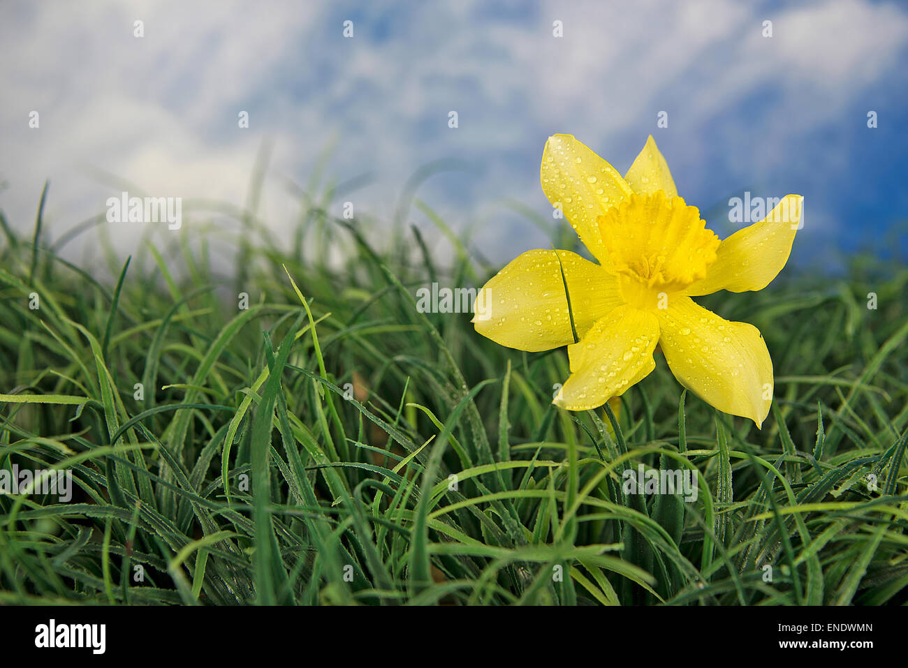 Giallo singolo daffodil in erba con le goccioline d'acqua. Foto Stock