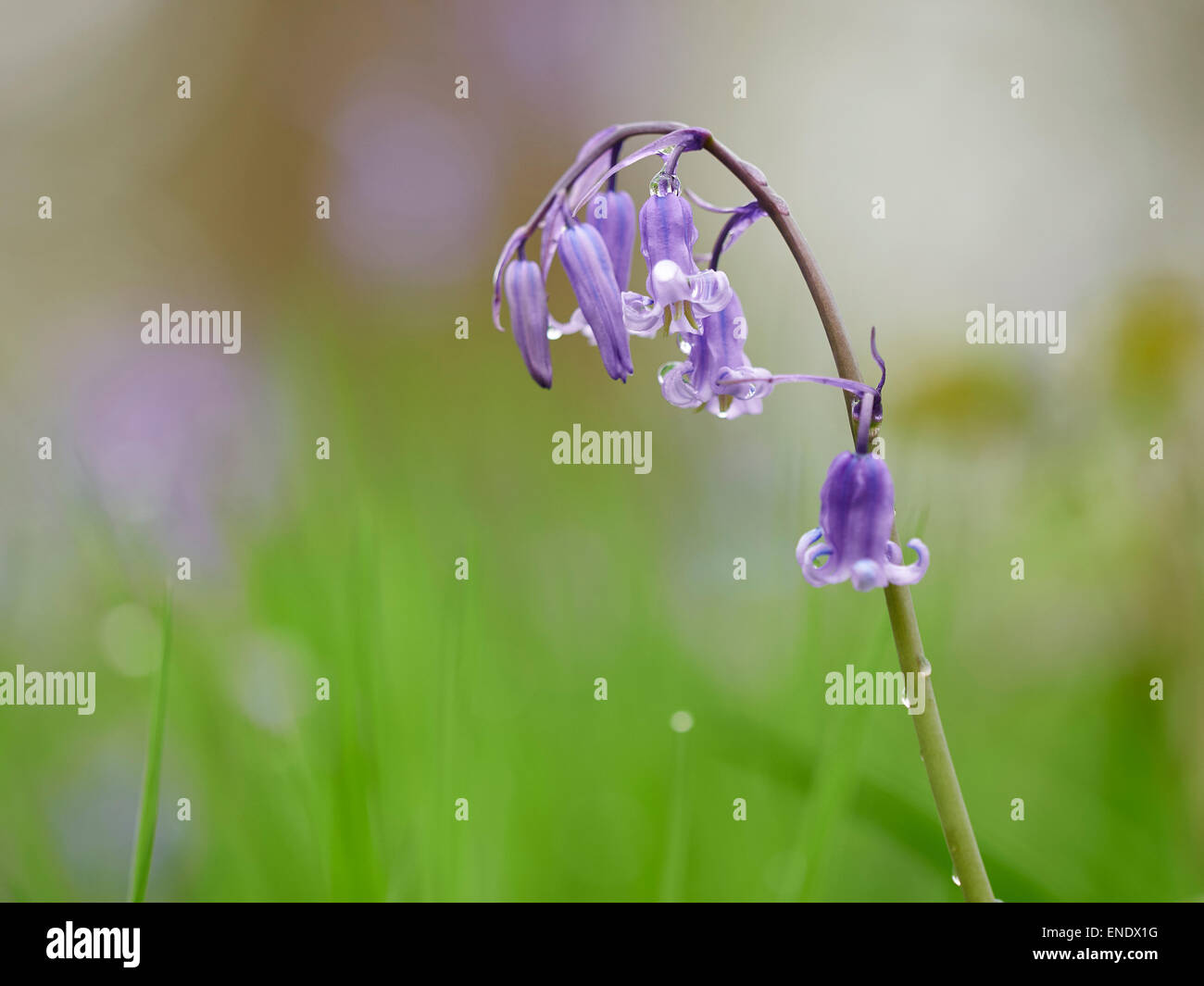 Bluebells nella primavera del bosco Foto Stock