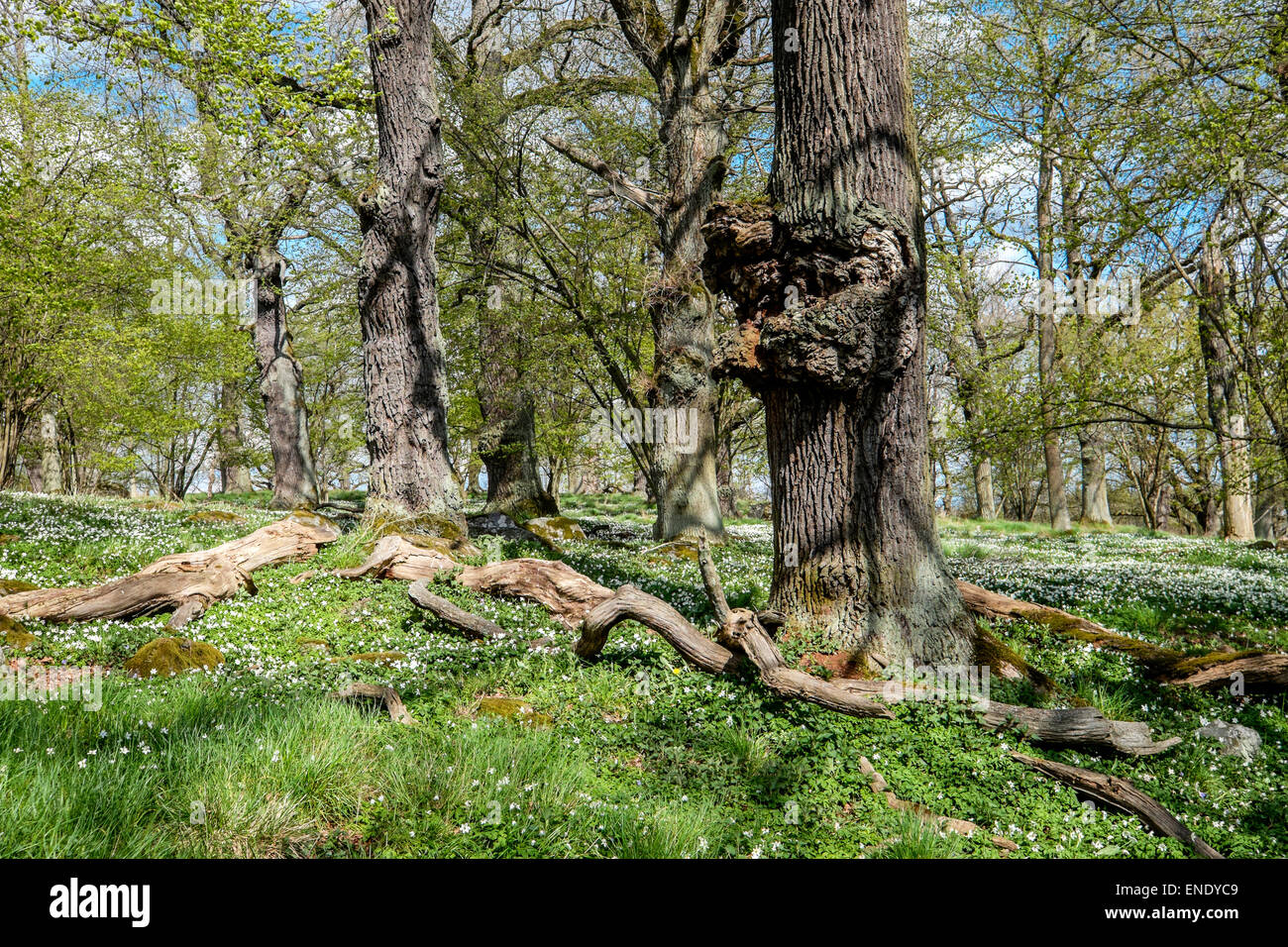 Legno di fioritura di anemone in un boschetto di querce durante la primavera in Svezia Foto Stock