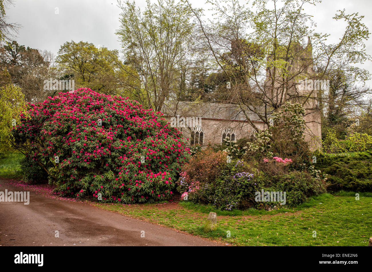 Rosa rododendro bush di fronte la millenaria chiesa normanna a Cockington Country Park in Devon Foto Stock