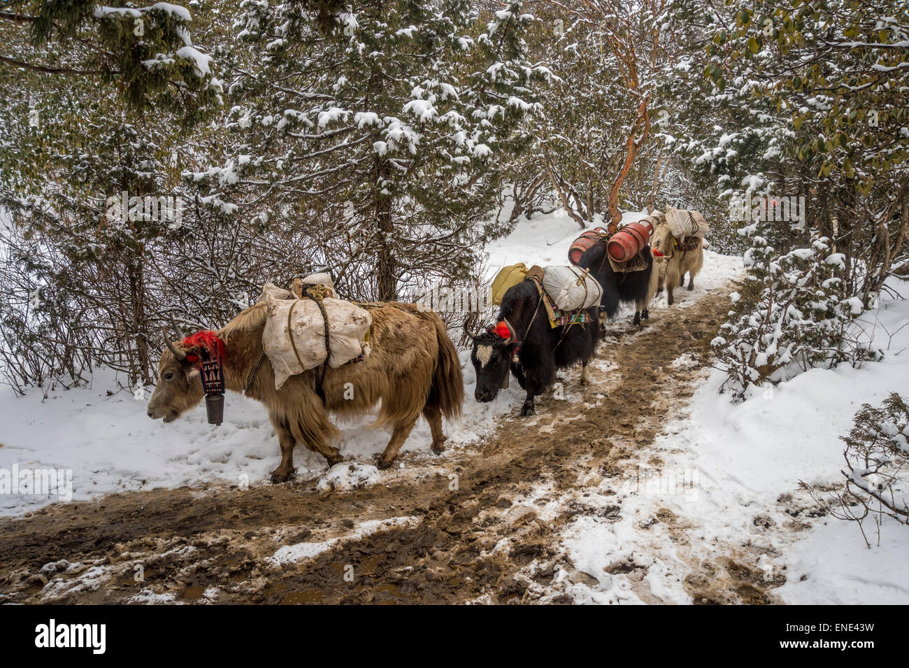 Una mandria di dzos (ibridi di yak) passeggiate sulla neve in Nepal Foto Stock