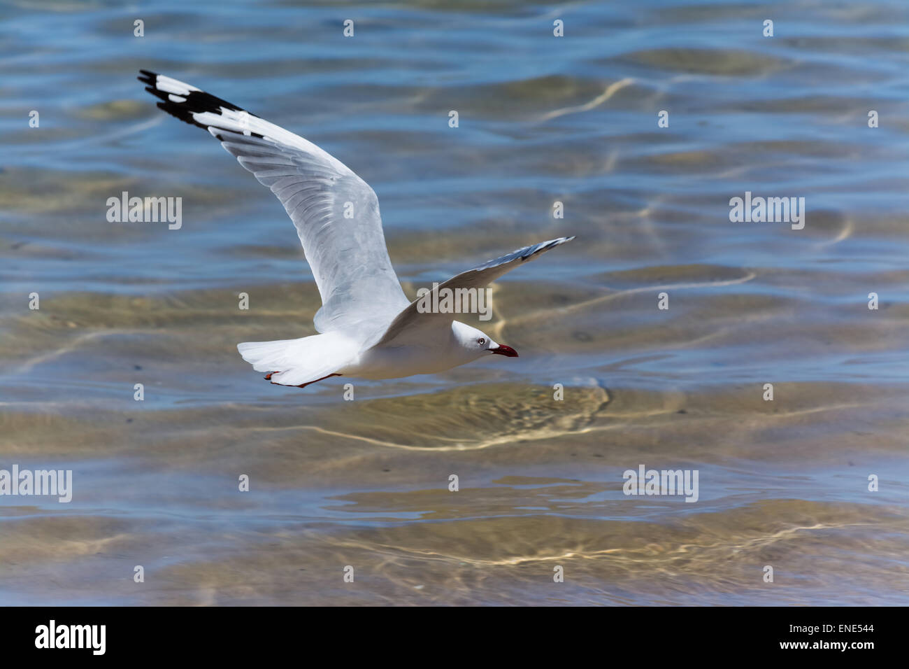 Seagull in volo su acque poco profonde con onde increspata Foto Stock