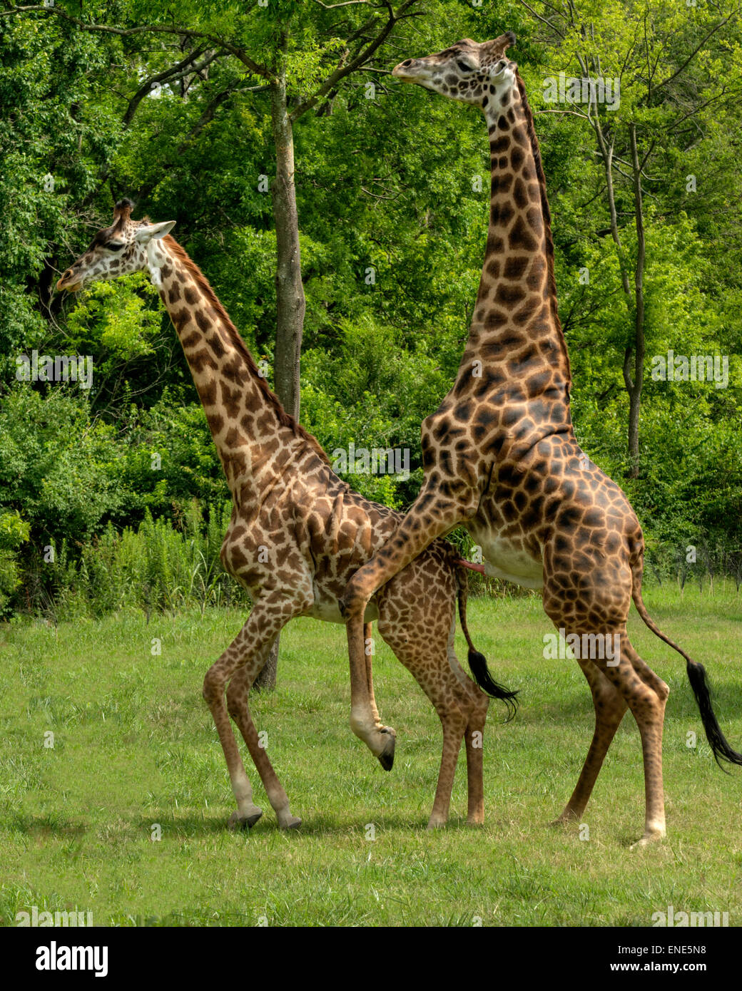Adolescente giraffe imparare ad accoppiarsi a Nashville, Tennessee zoo. Foto Stock
