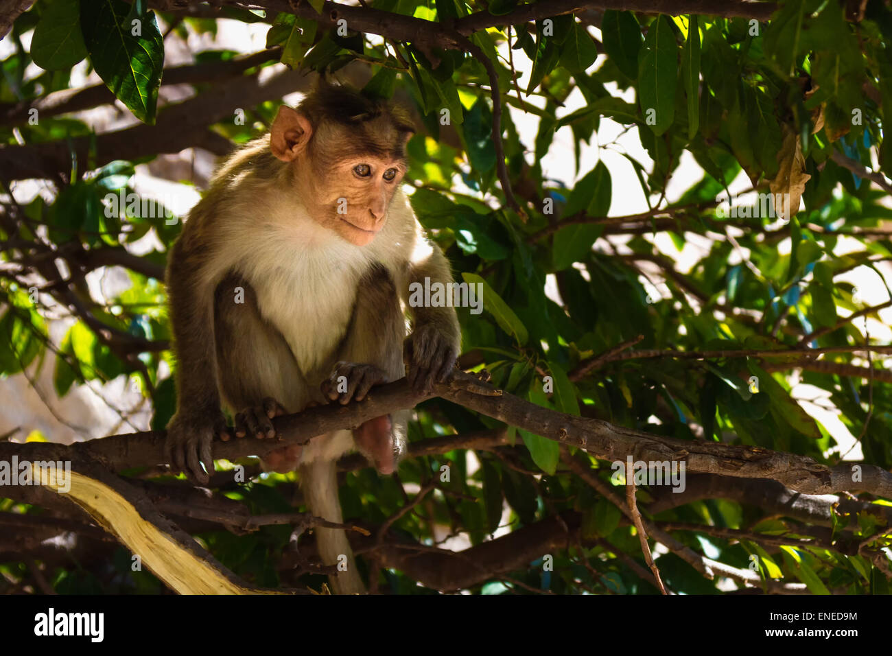 Monkey seduta sul ramo nella giungla Foto Stock