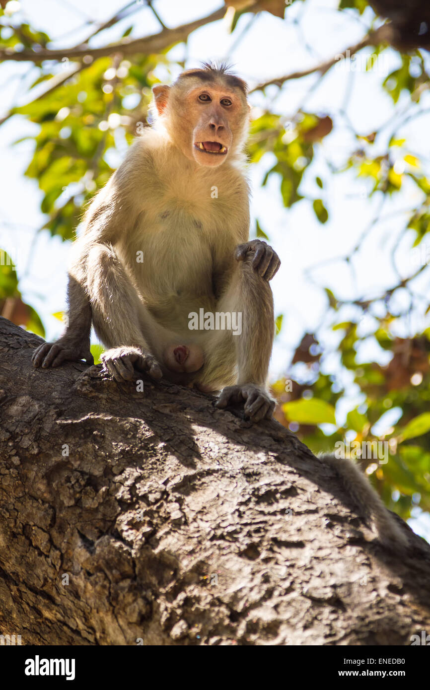 Monkey seduto su albero nella giungla Foto Stock