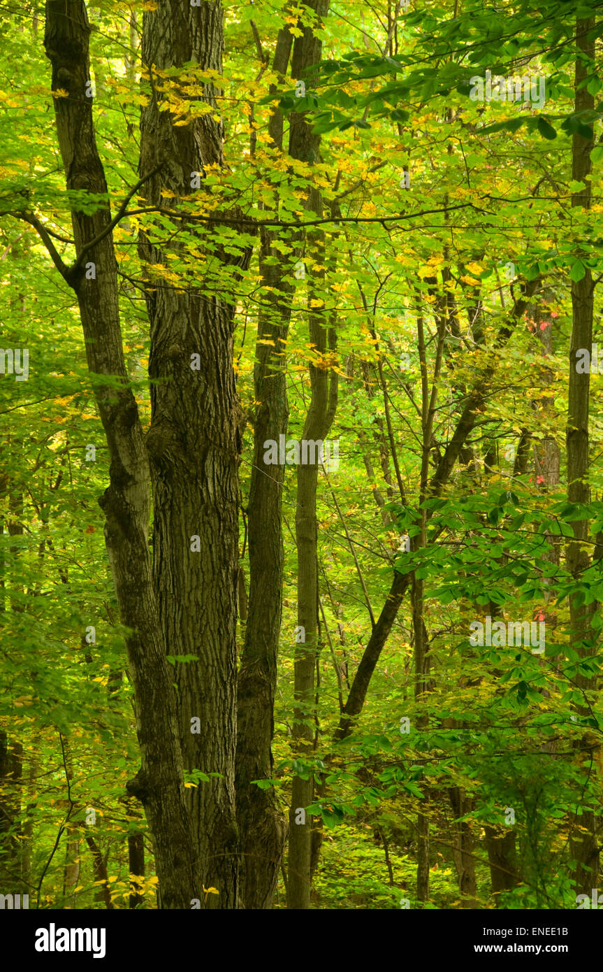 Foreste orientali, il Canal acquedotto, Farmington, Connecticut Foto Stock