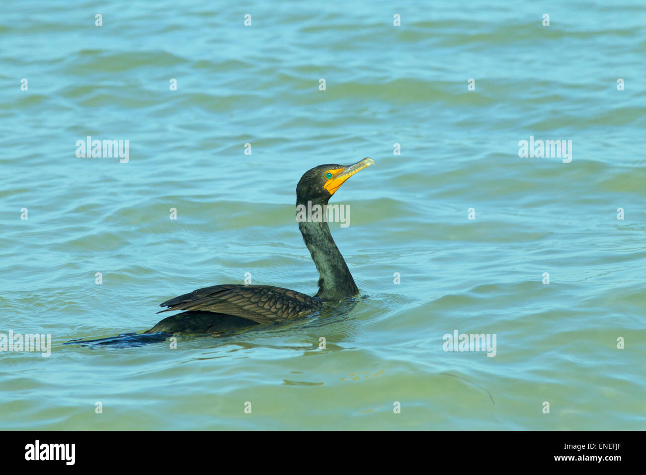 Double-crested cormorano Phalacrocorax auritus nuoto tideline sulla costa del Golfo della Florida USA Foto Stock