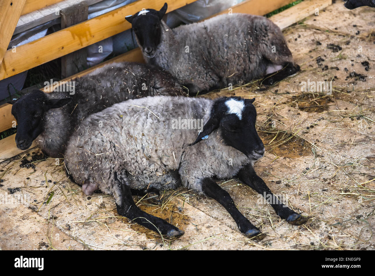 Pecore o capre in cella sulla fattoria. Farmland industry Foto Stock