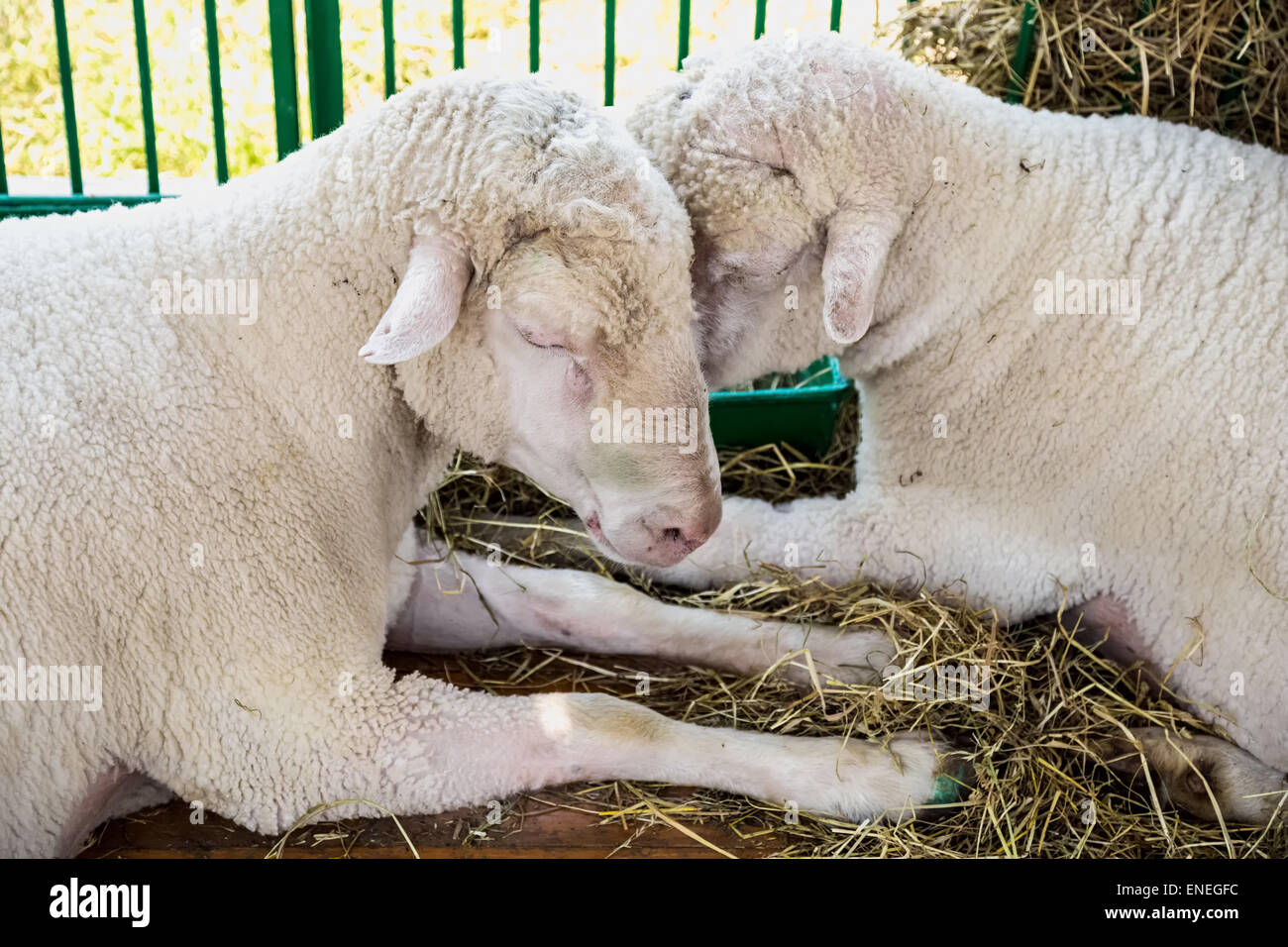 Pecore o capre in cella sulla fattoria. Farmland industry Foto Stock