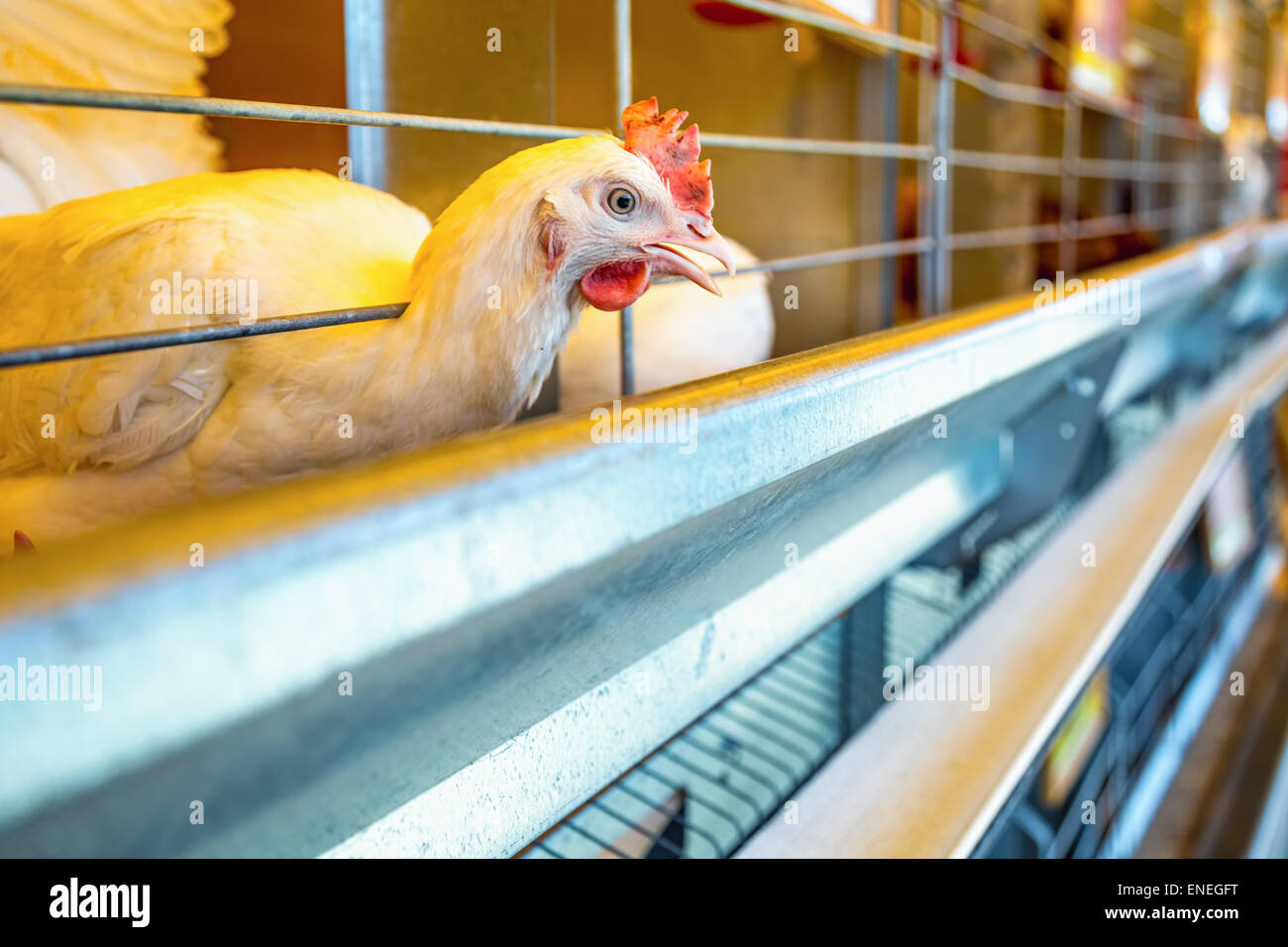 Il pollo in una fattoria in un incubatore o in una coop. Farmland industry Foto Stock