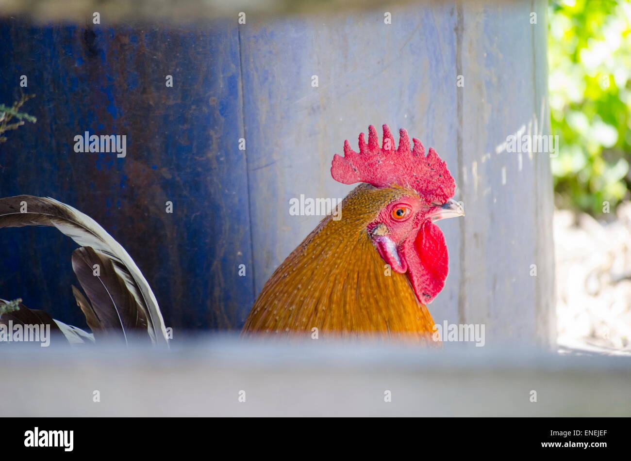 La Rooster shot accurata la recinzione di legno Foto Stock