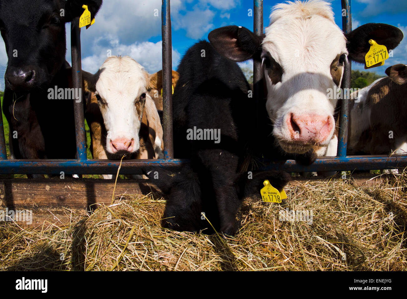 Oriente Harptree, Somerset, Regno Unito. 4rd, 2015. Regno Unito Meteo. Heffers giovani godono di una posizione soleggiata start per il lunedì festivo nel sud ovest dell'Inghilterra. Credito: Paolo Swinney/Alamy Live News Foto Stock