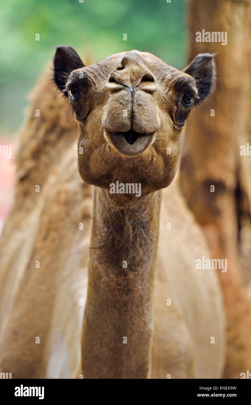 Immagine di stock di cammello Foto Stock