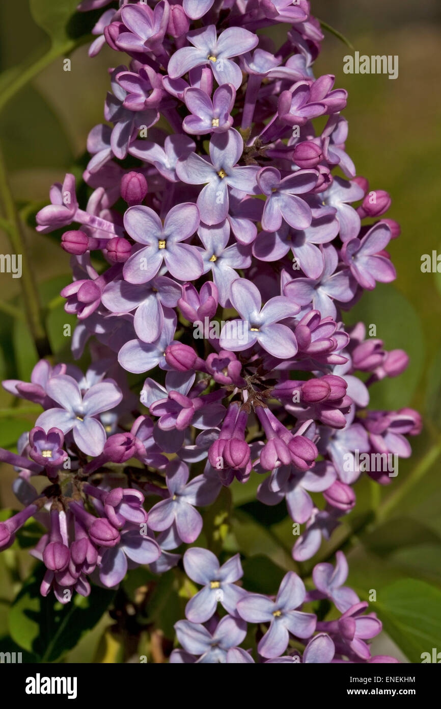 Comune (Lilla Syringa vulgaris) Foto Stock