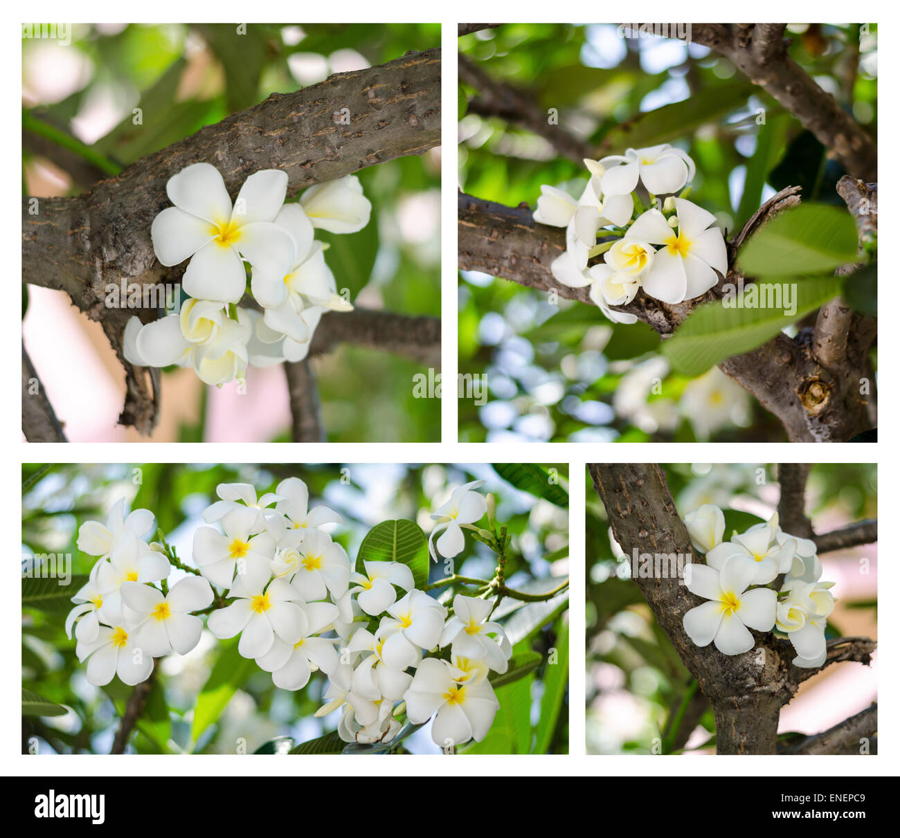 Bellissimi fiori di frangipani su albero Foto Stock