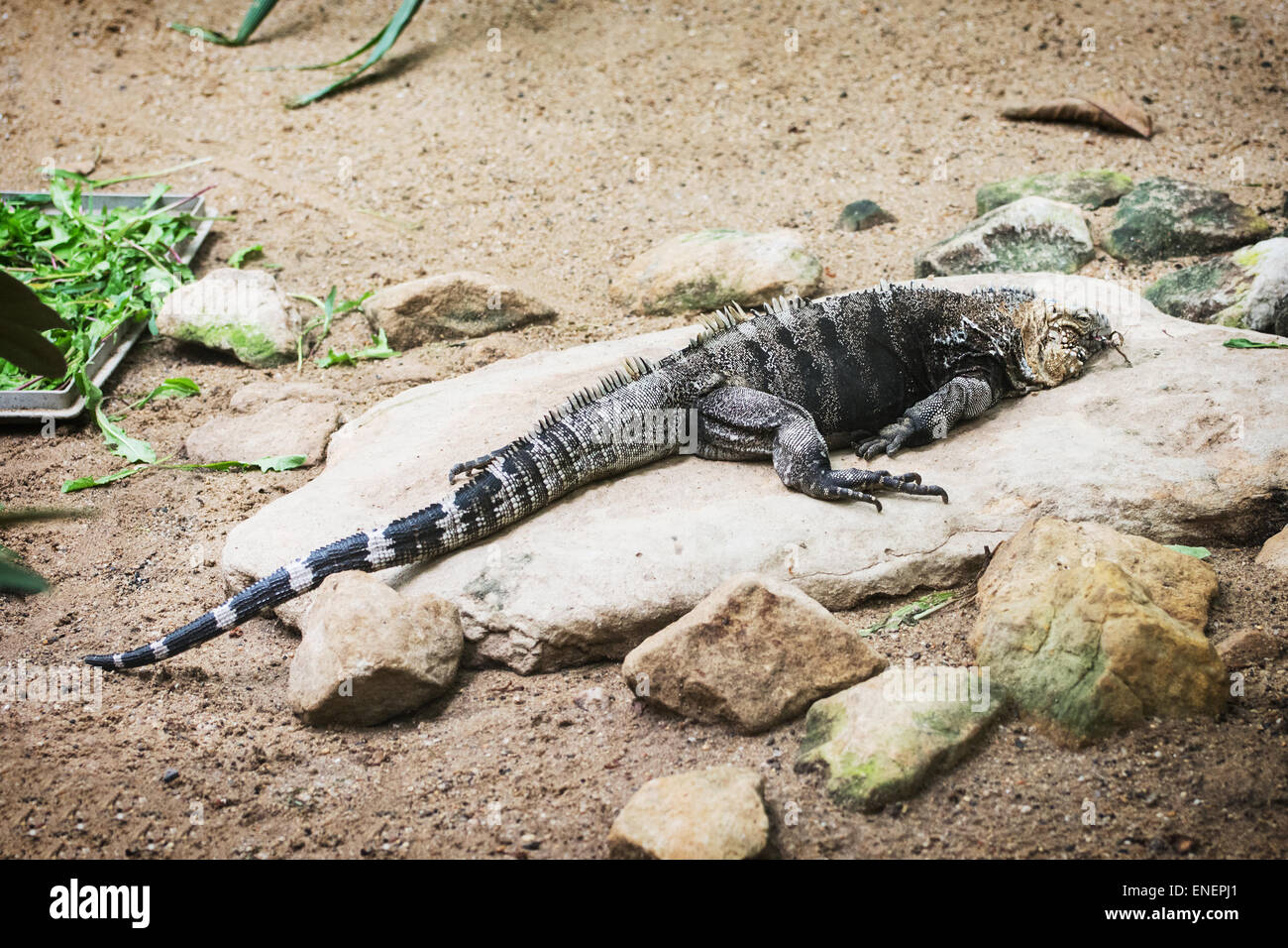 Rock cubano iguana (Cyclura nubila). Il tema degli animali. Foto Stock