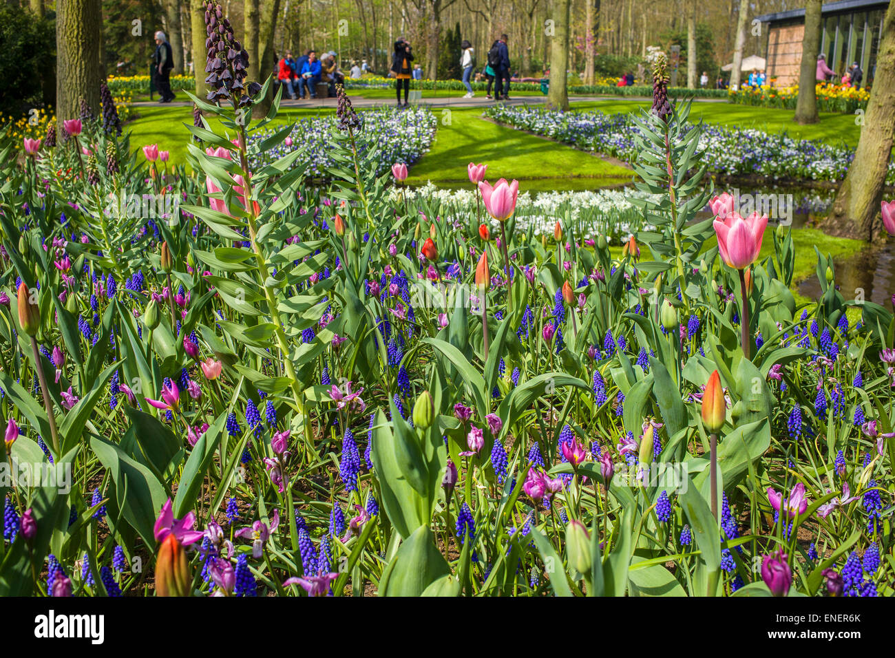 La bellezza dei fiori in primavera il Keukenhof Foto Stock