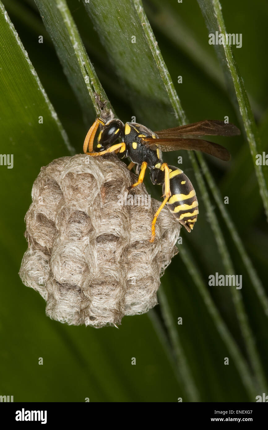 Carta wasp, Feldwespe baut un nido ihrem, Papiernest, Polistes gallicus, Polistes omissa, Polistes foederatus, Sizilien, Italien Foto Stock