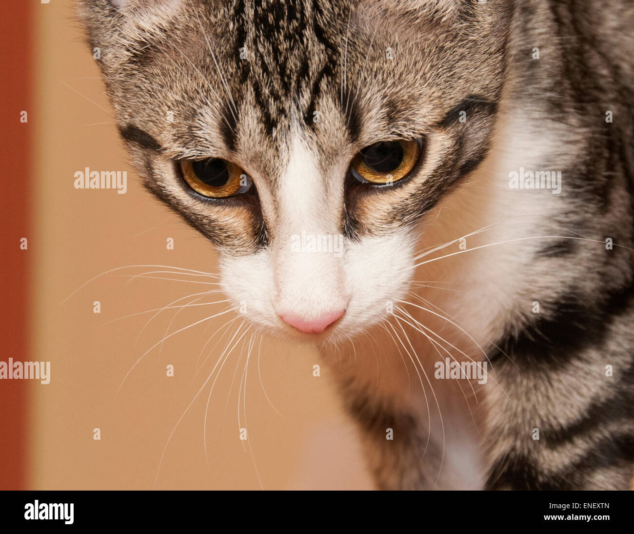 Ritratti di tabby gattino. Foto Stock