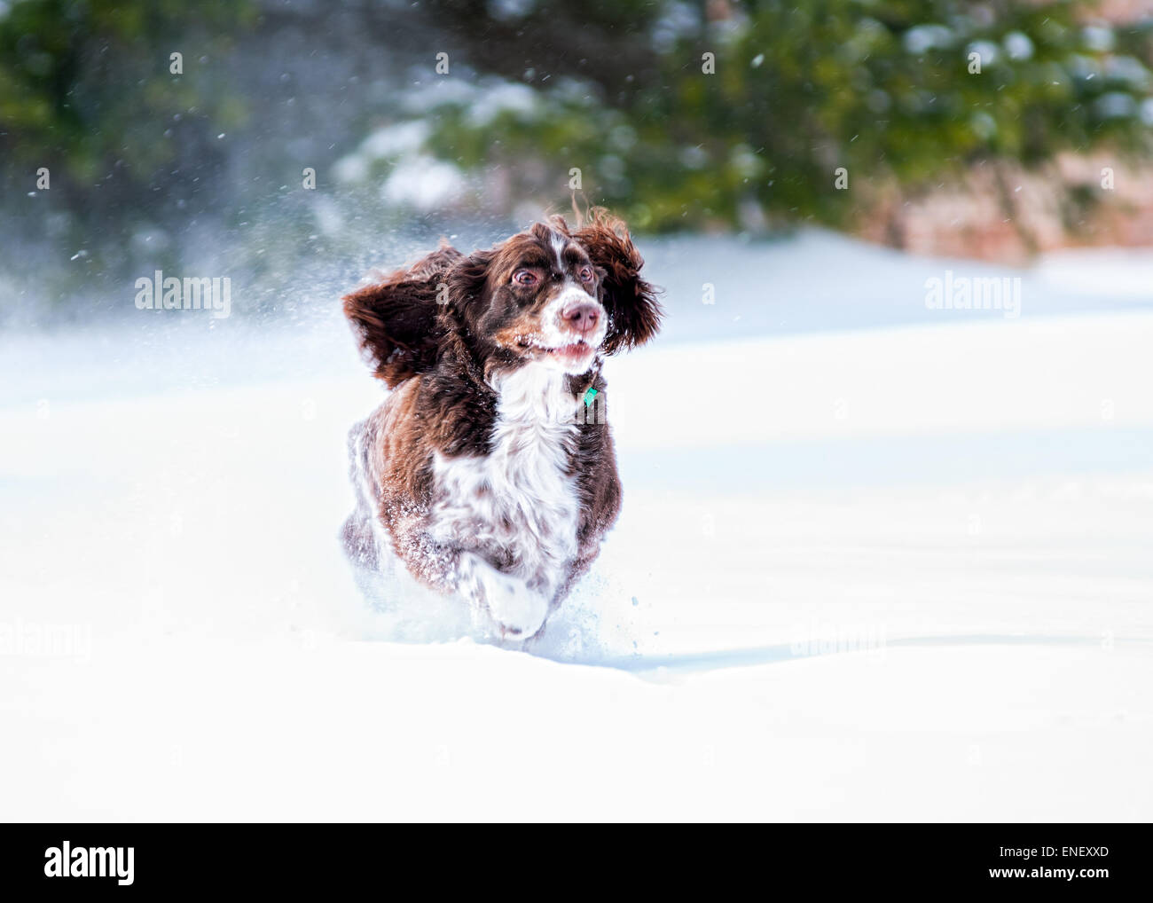 Springer spaniel cane correre e giocare nella neve Foto Stock