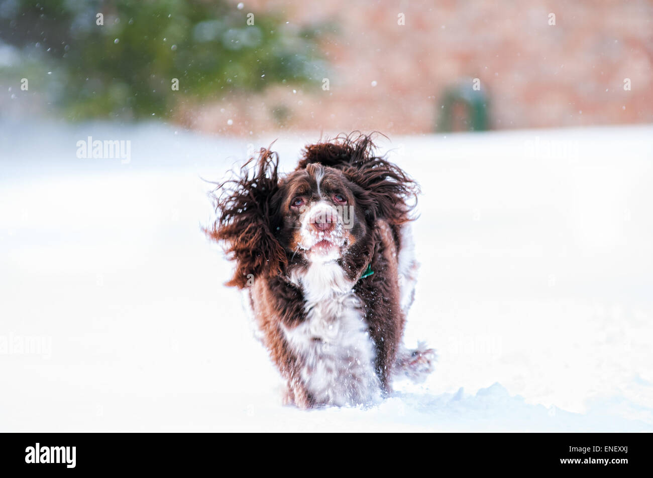 Springer spaniel cane correre e giocare nella neve Foto Stock
