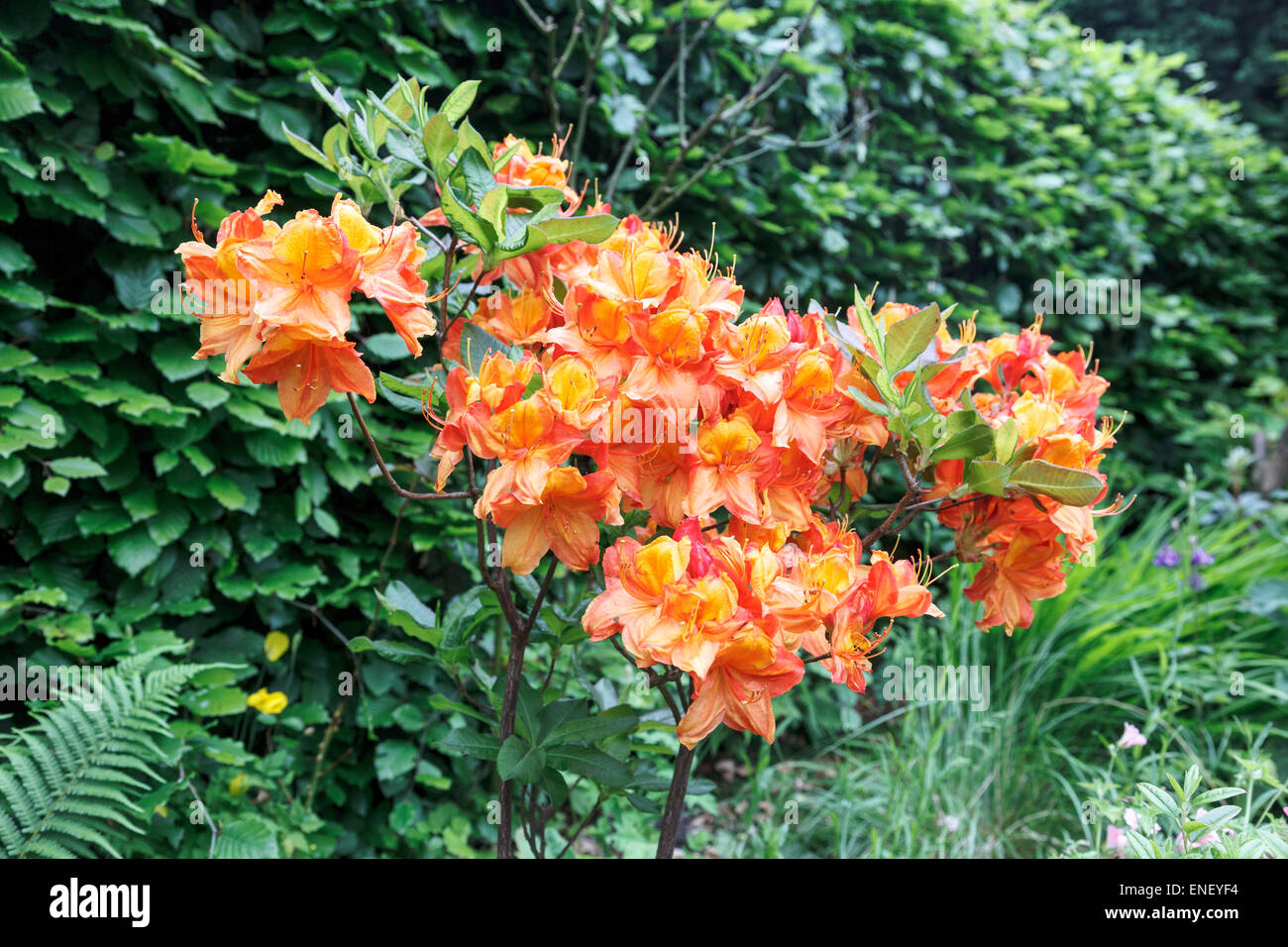 Azalea arancio fiori nel giardino Foto Stock
