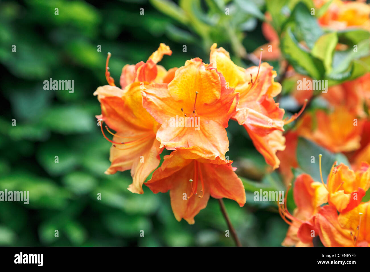 Azalea arancio fiori nel giardino Foto Stock