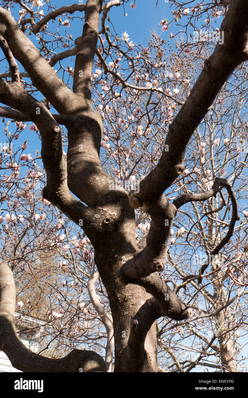 Albero di magnolia in fiore. Foto Stock