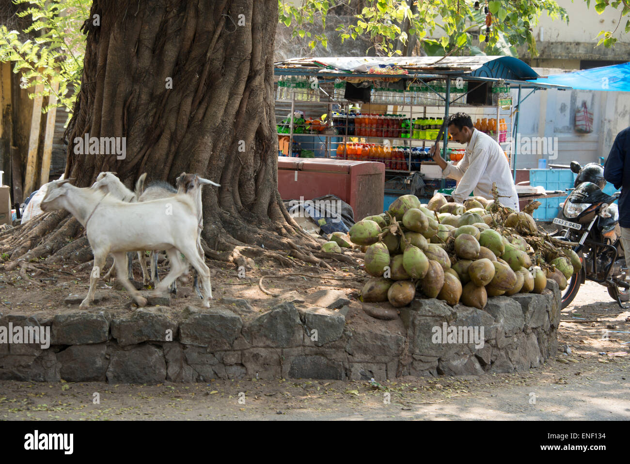 Domandandosi capre che si nutrono di scarti insieme ad un mazzo di noci di cocco per la vendita al mercato quotidiano di strada a Fort Cochin a Kochi, Kerala Foto Stock