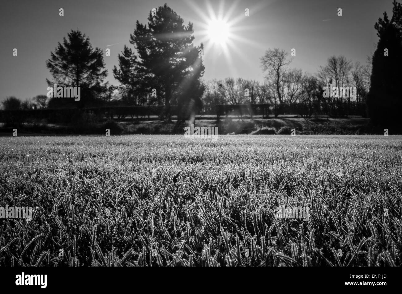 Coperto di brina erba su una mattina inverni Foto Stock