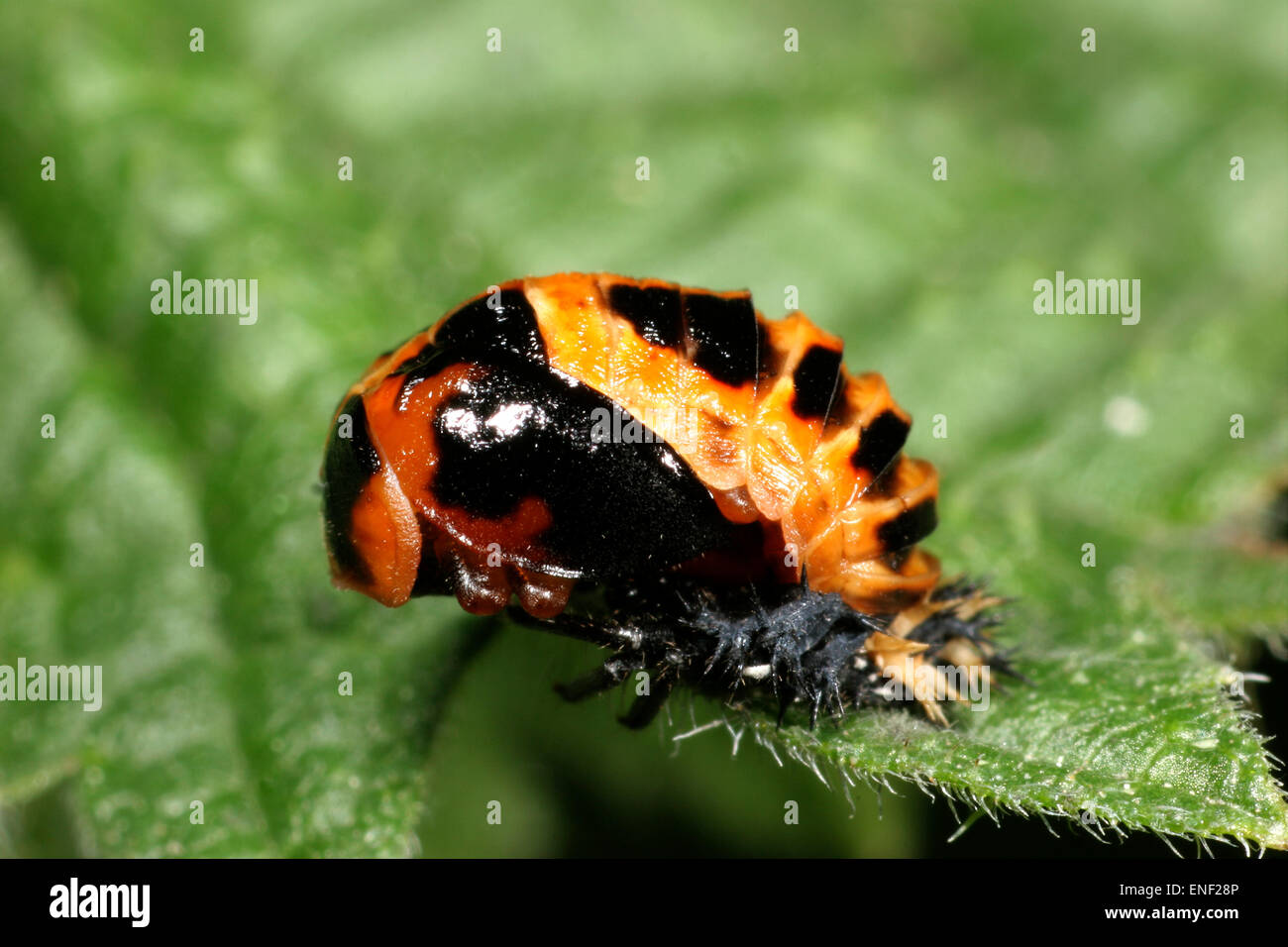 Arlecchino Coccinella - Harmonia axyridis - pupa Foto Stock