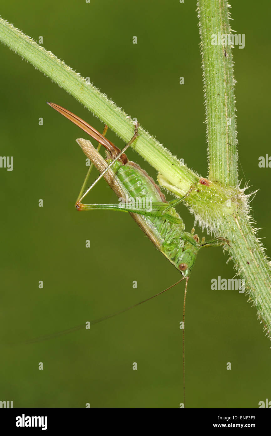 Long-winged Conehead - Conocephalus scolorire Foto Stock