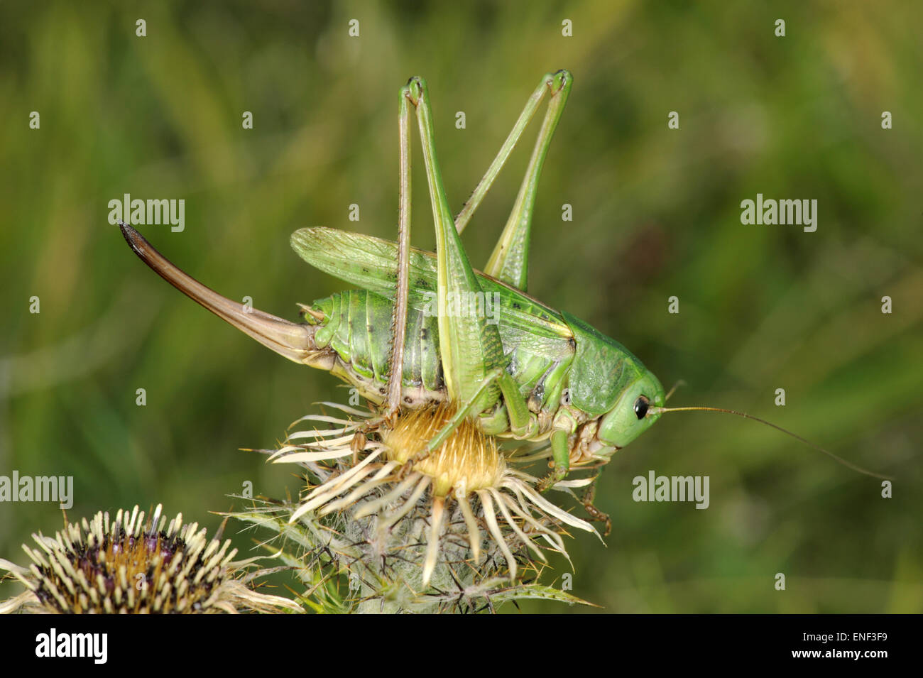 Wartbiter - Decticus verrucivorus Foto Stock
