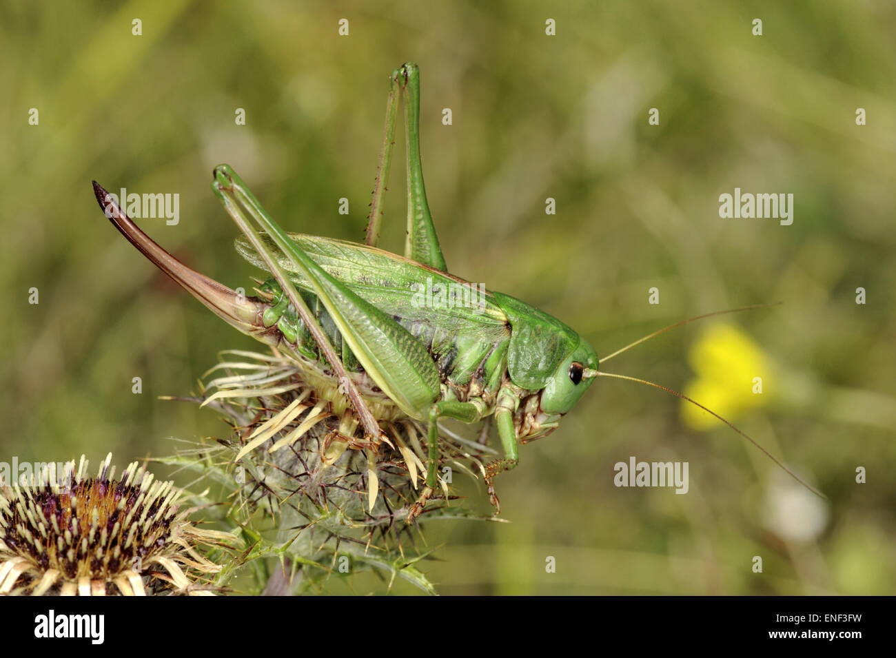 Wartbiter - Decticus verrucivorus Foto Stock