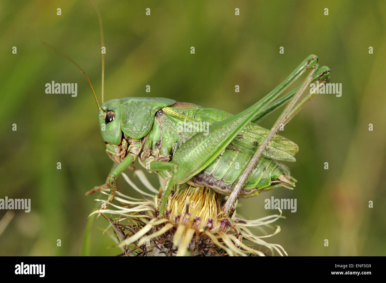 Wartbiter - Decticus verrucivorus Foto Stock