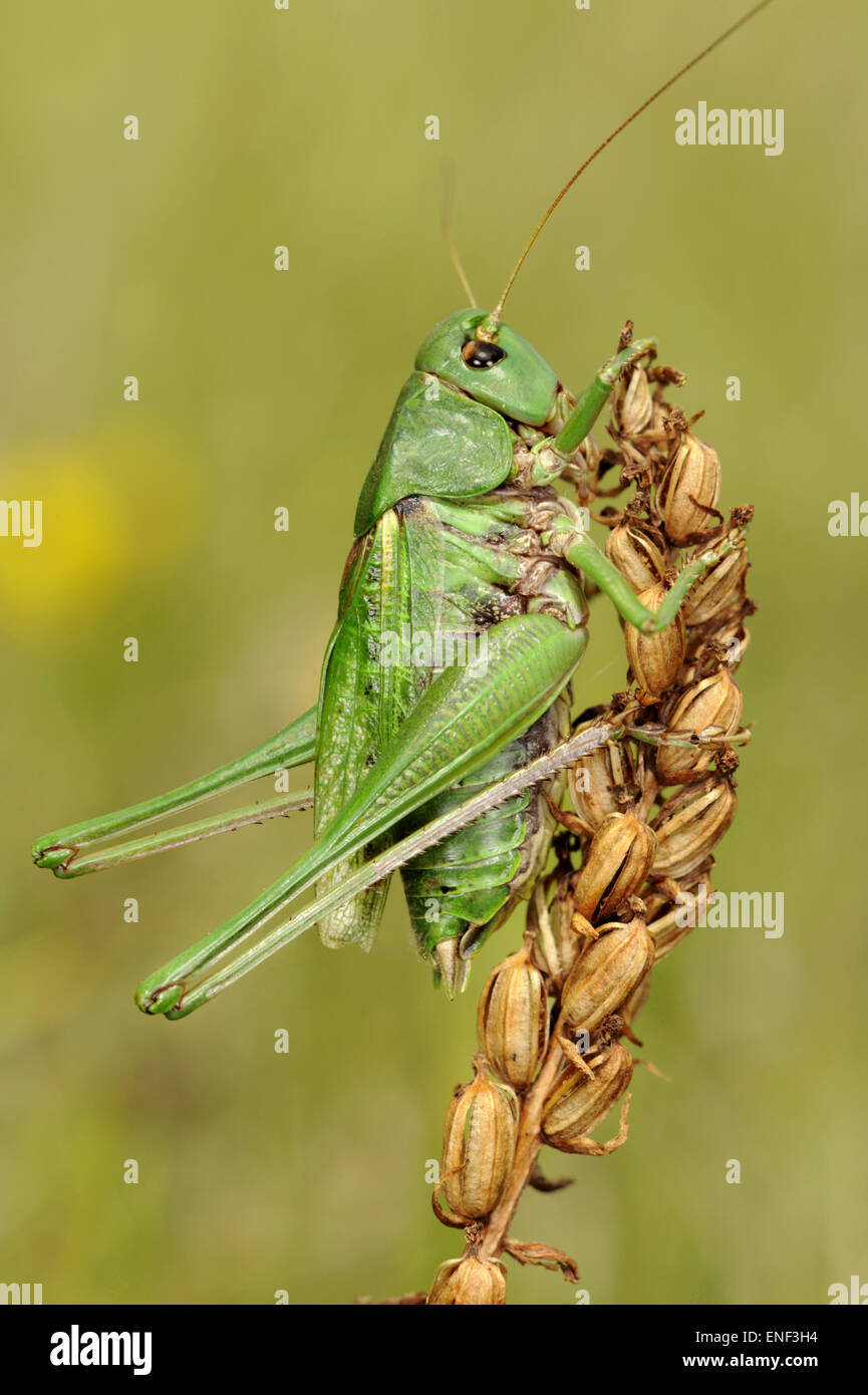 Wartbiter - Decticus verrucivorus Foto Stock