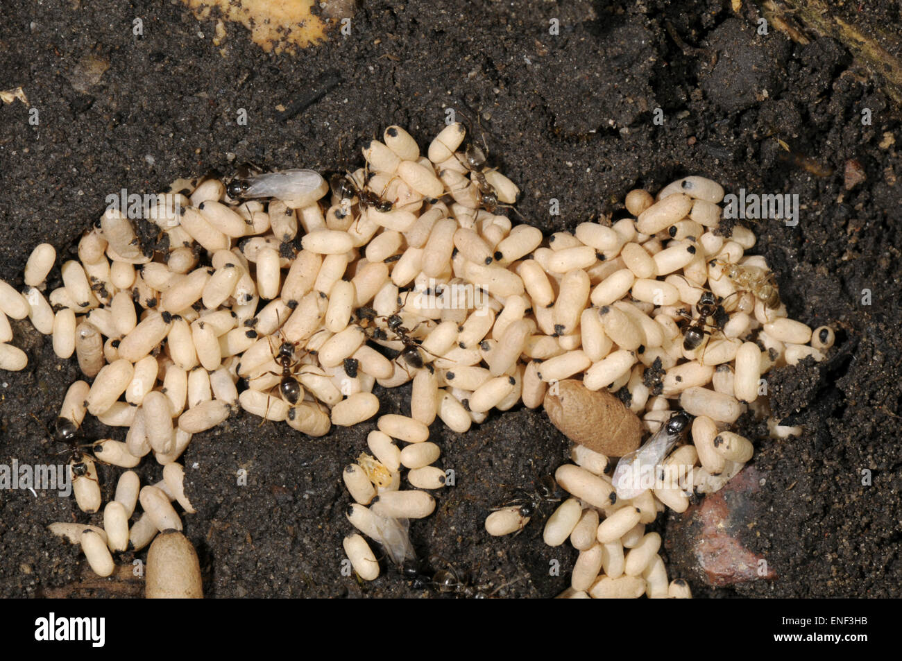 Black Ant - Lasius niger Foto Stock