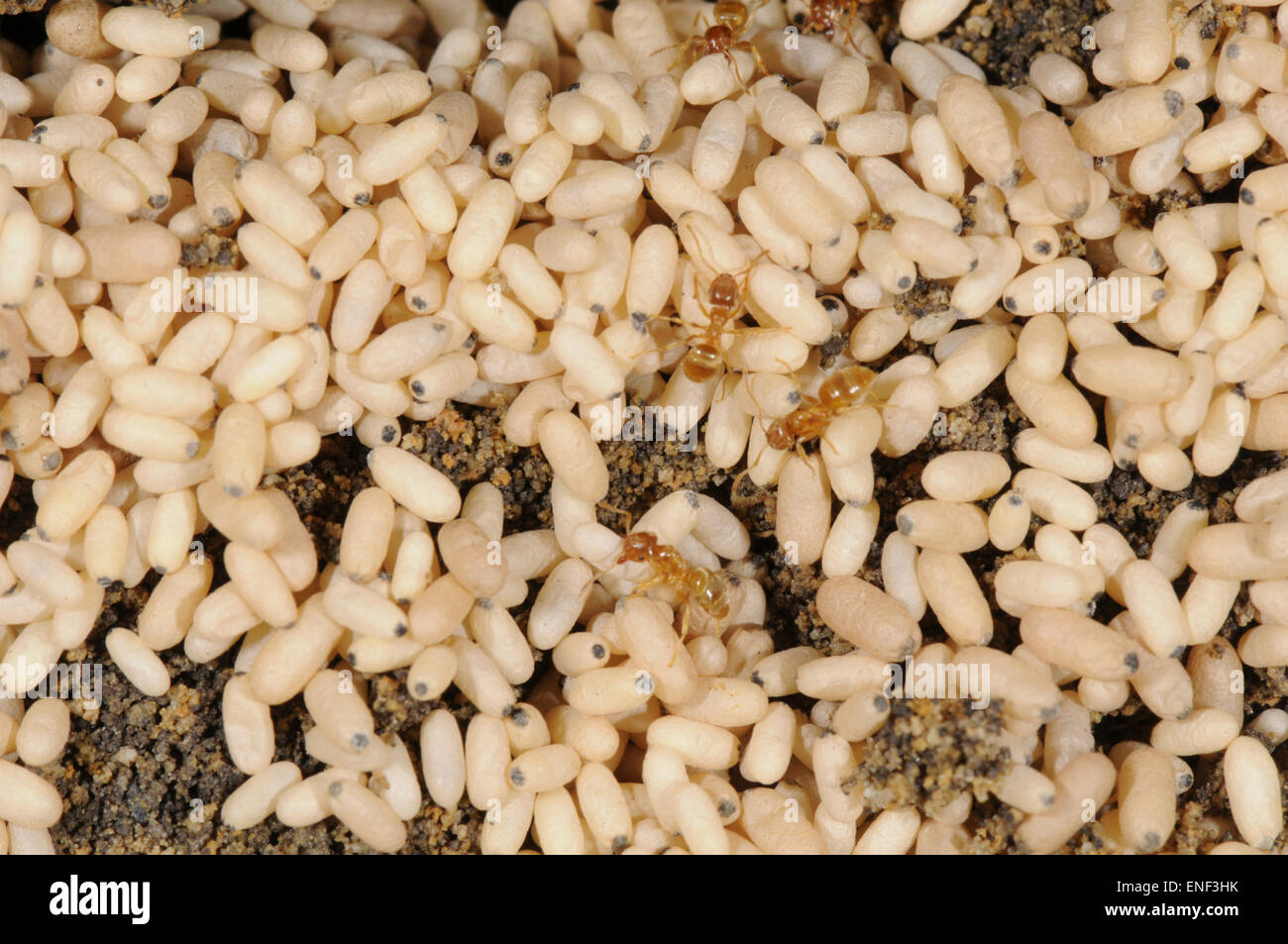 Red Ant - Myrmica rubra Foto Stock