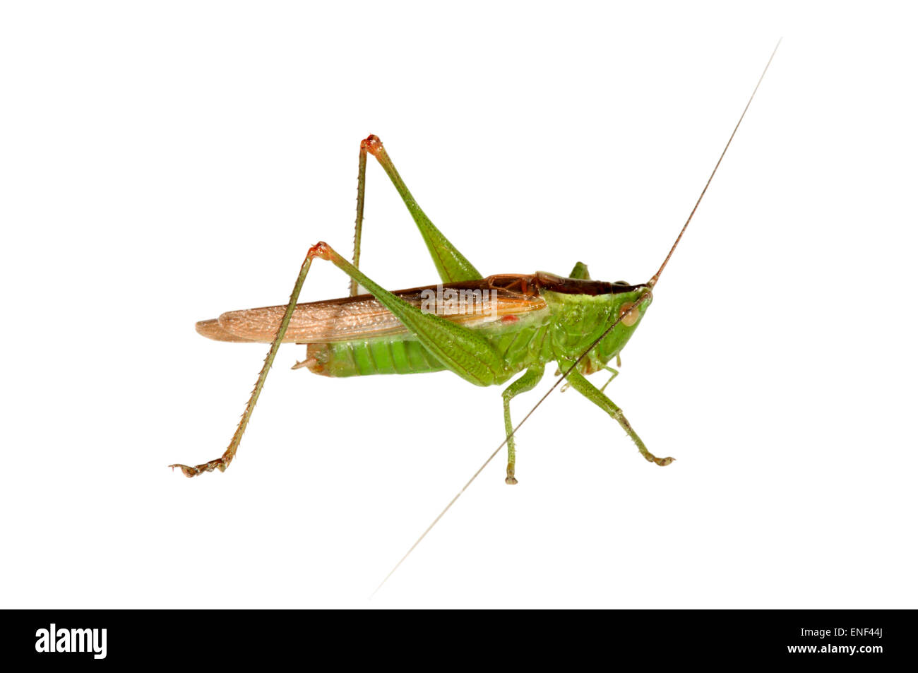 Long-winged Conehead - Conocephalus scolorire Foto Stock
