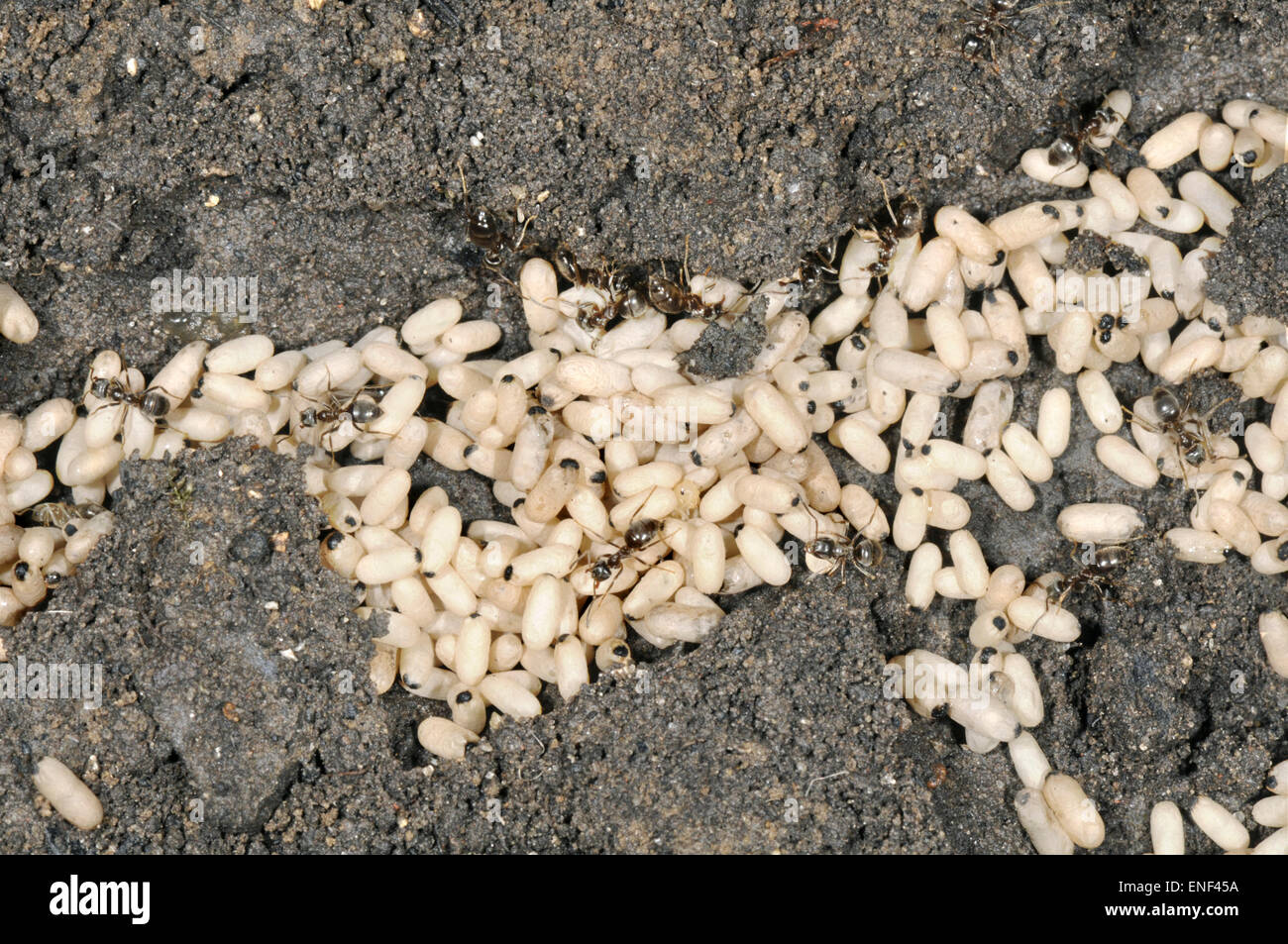 Black Ant - Lasius niger Foto Stock