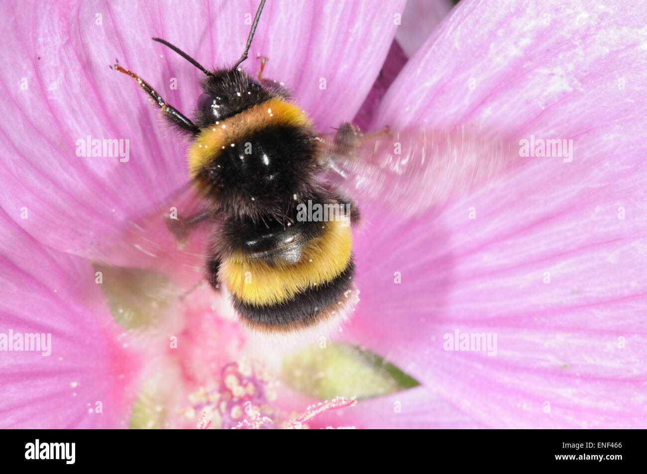 White-tailed Bumblebee - Bombus lucorum Foto Stock