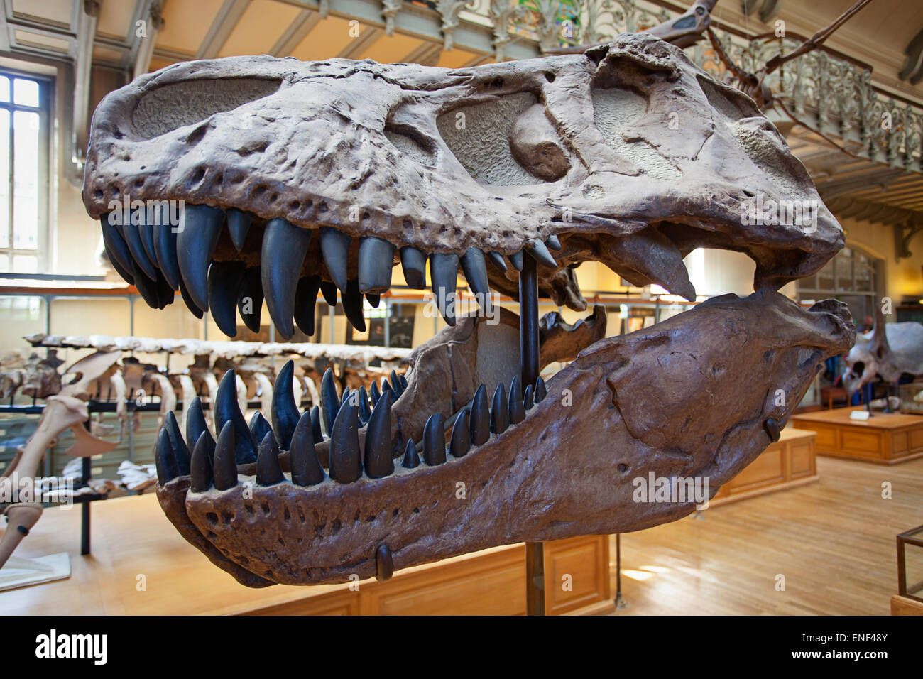 Gallery Paleontologia, Museo di Storia Naturale di Parigi Foto Stock