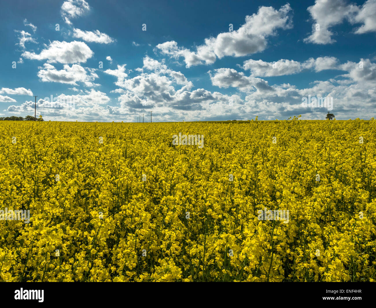 Contea inglese paesaggio - nuvole temporalesche su Golden campo di colza Foto Stock