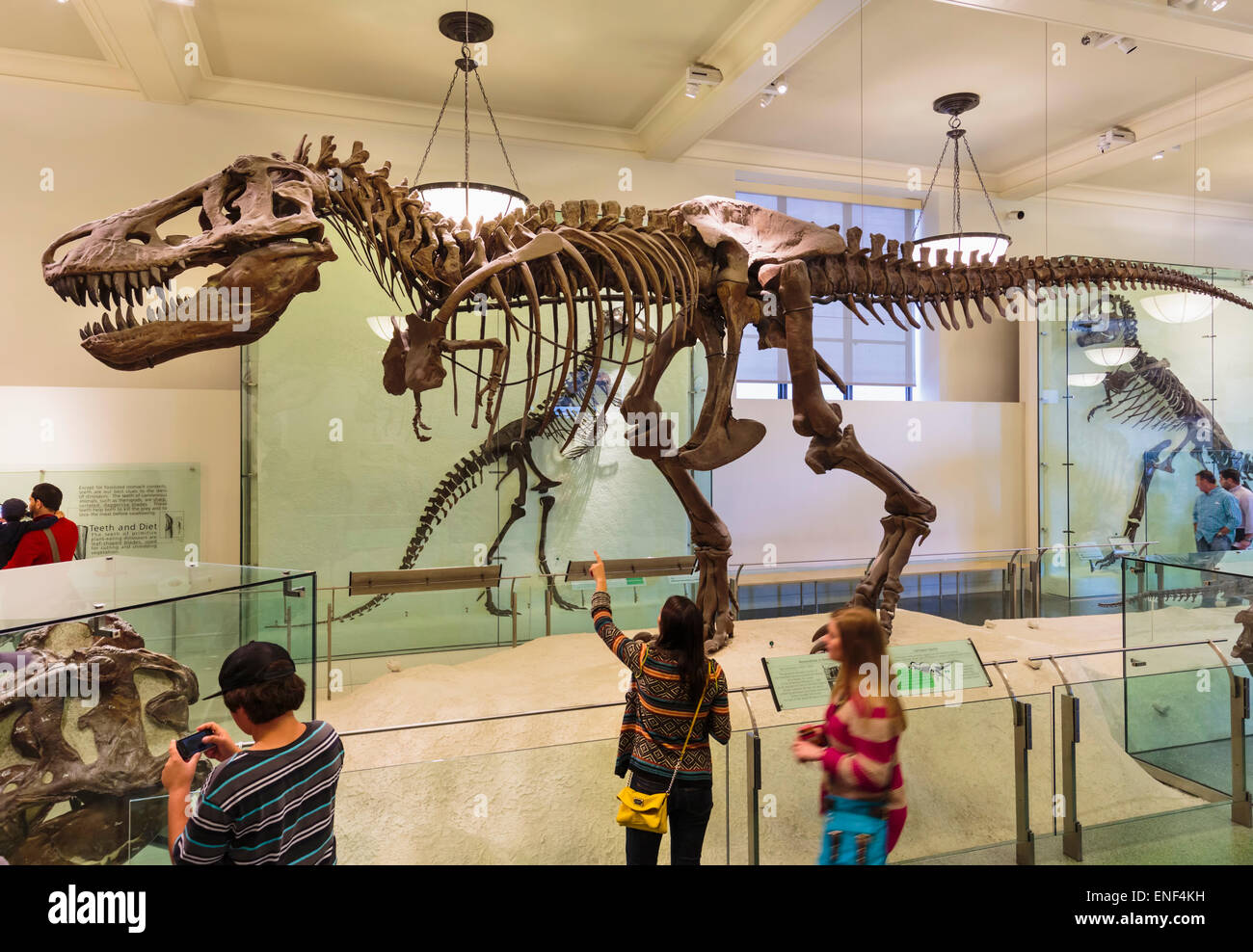 New York City, Stato di New York, Stati Uniti d’America. Museo americano di storia naturale. Scheletro di Tyrannosaurus rex, ammirato dai visitatori. Foto Stock