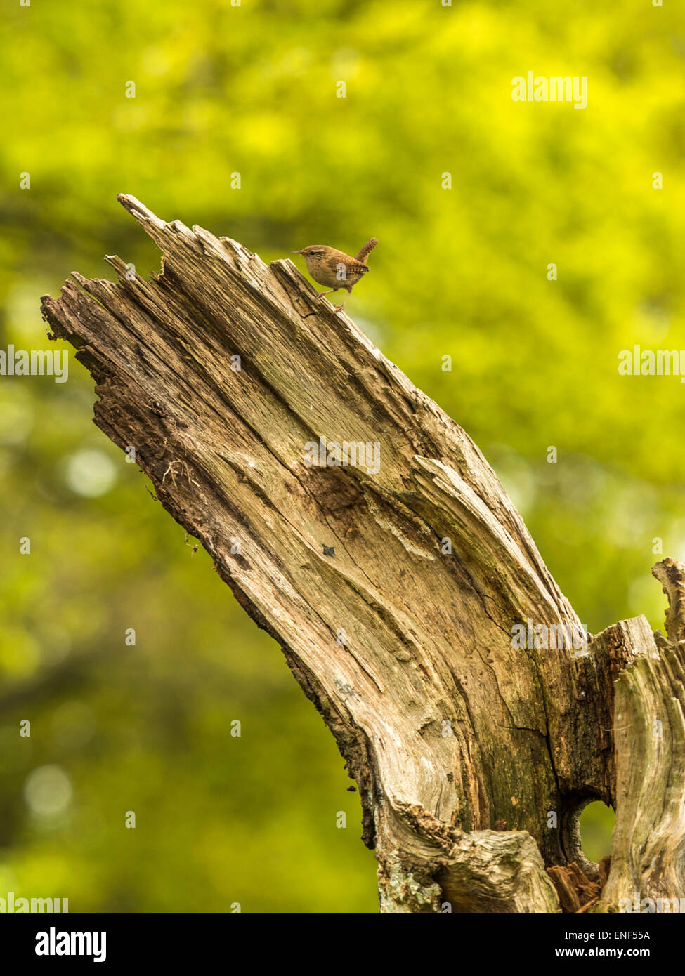 Paese di lingua inglese la fauna selvatica - Wren (Troglodytidae) appollaiato sul moncone di legno Foto Stock