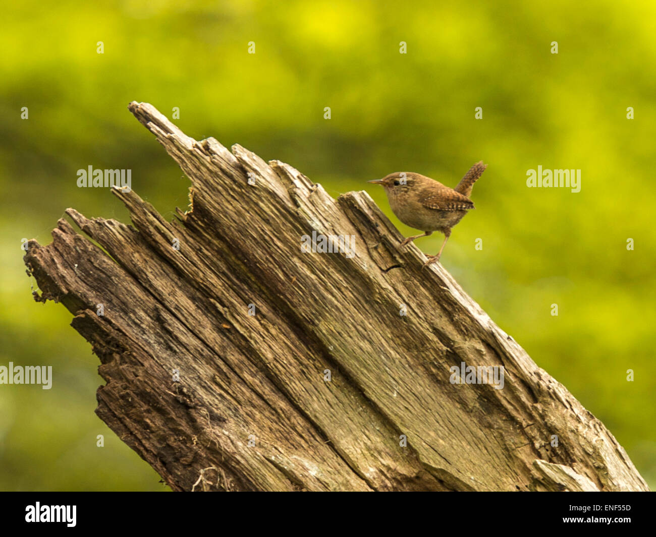 Paese di lingua inglese la fauna selvatica - Wren (Troglodytidae) appollaiato sul moncone di legno Foto Stock