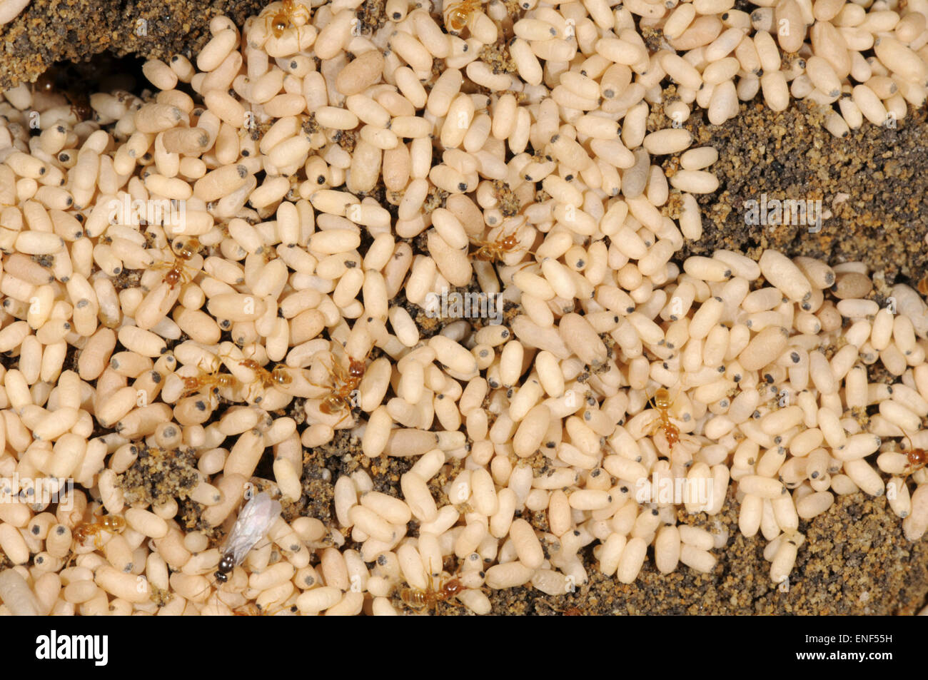 Red Ant - Myrmica rubra Foto Stock